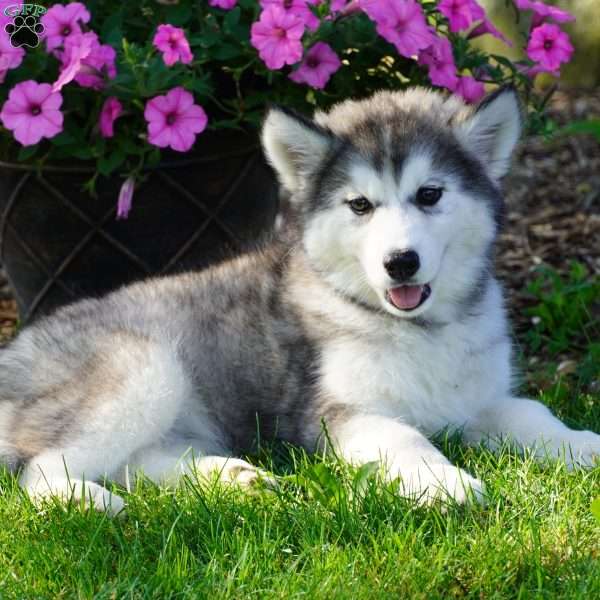 Layla, Siberian Husky Puppy