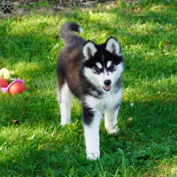 Tasha, Siberian Husky Puppy