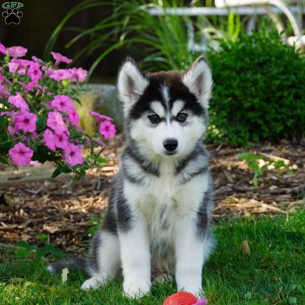 Timber, Siberian Husky Puppy
