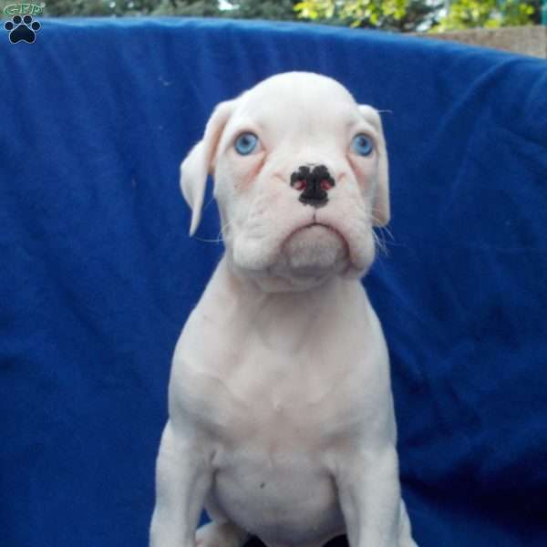 Pam, Boxer Puppy