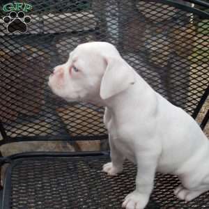 Pam, Boxer Puppy