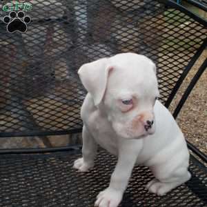 Pam, Boxer Puppy