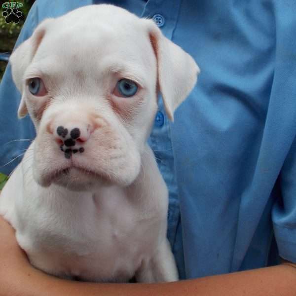 Pam, Boxer Puppy