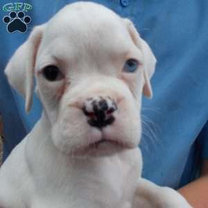Tommy, Boxer Puppy