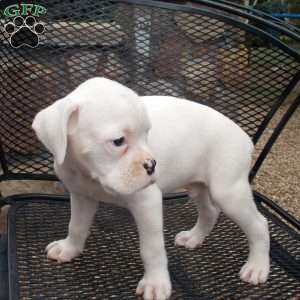 Tommy, Boxer Puppy