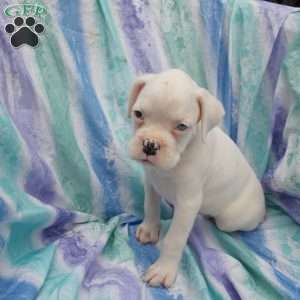 Tommy, Boxer Puppy