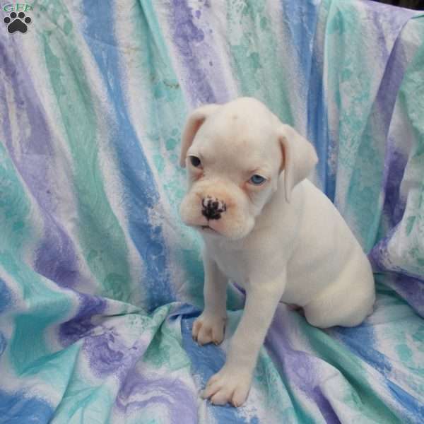 Tommy, Boxer Puppy