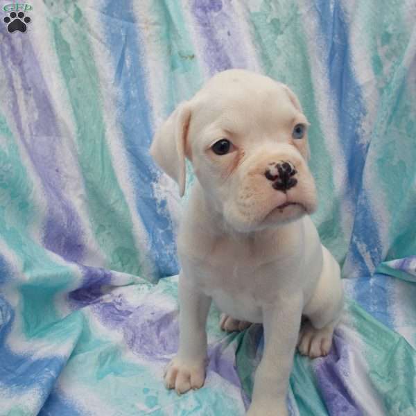 Tommy, Boxer Puppy