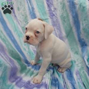 Skittles, Boxer Puppy