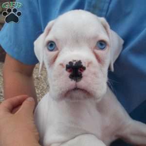 Skittles, Boxer Puppy
