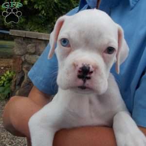 Twinkle, Boxer Puppy