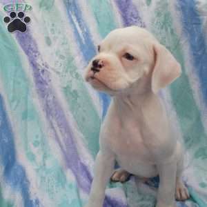 Twinkle, Boxer Puppy