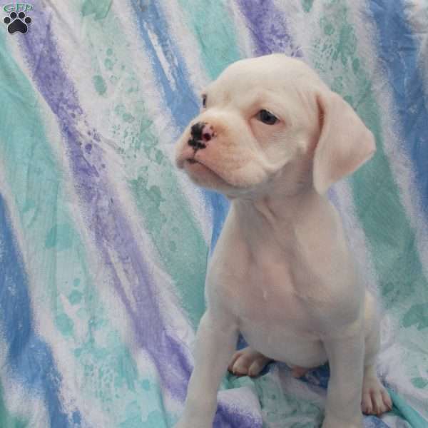 Twinkle, Boxer Puppy