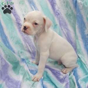 Twinkle, Boxer Puppy