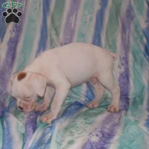 Skittles, Boxer Puppy