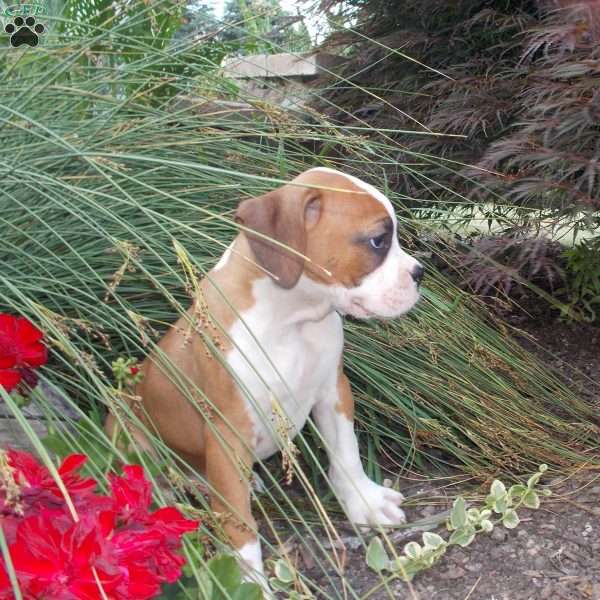 Tim, Boxer Puppy