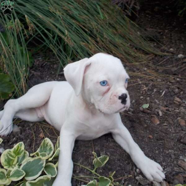 Skittles, Boxer Puppy