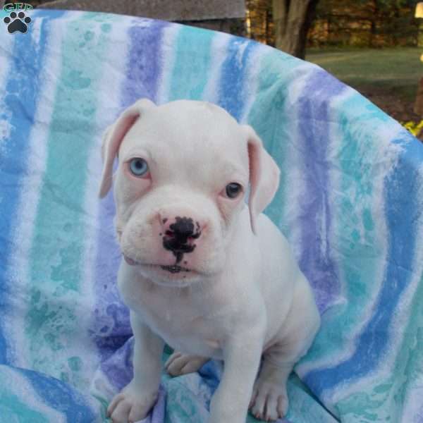 Twinkle, Boxer Puppy