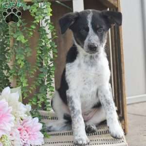Bella, Blue Heeler Mix Puppy