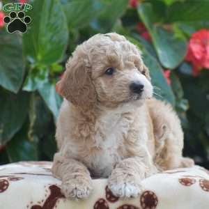 Thomas, Mini Goldendoodle Puppy