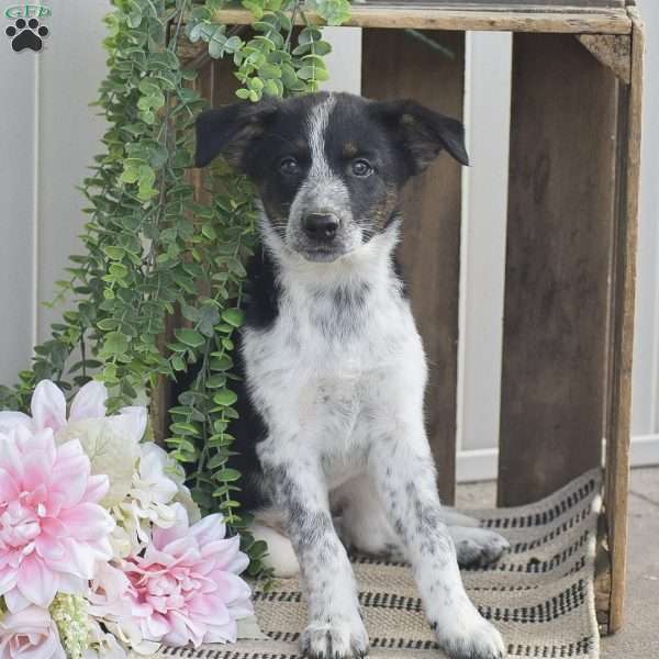 Bella, Blue Heeler Mix Puppy
