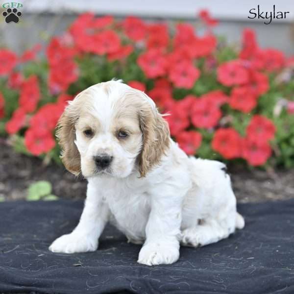 Skylar, Cocker Spaniel Puppy