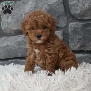 Cinnamon, Toy Poodle Puppy
