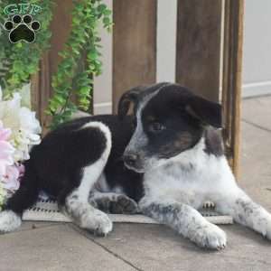 Bella, Blue Heeler Mix Puppy