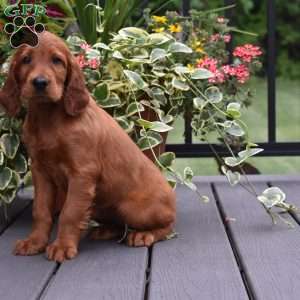 Dana, Irish Setter Puppy