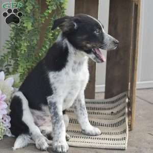 Bella, Blue Heeler Mix Puppy