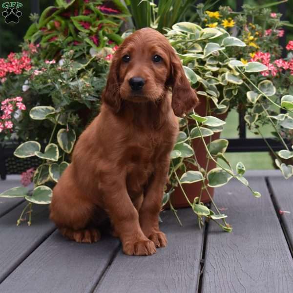 Dana, Irish Setter Puppy