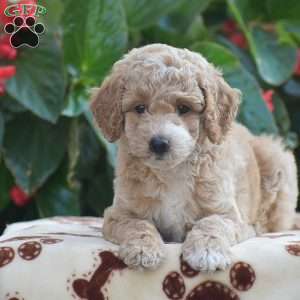 Thomas, Mini Goldendoodle Puppy