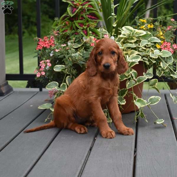 Trixie, Irish Setter Puppy
