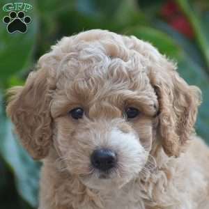 Thomas, Mini Goldendoodle Puppy