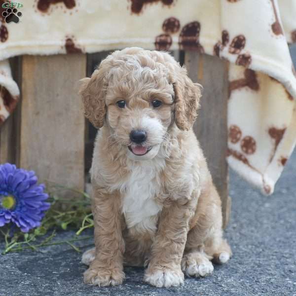 Thomas, Mini Goldendoodle Puppy