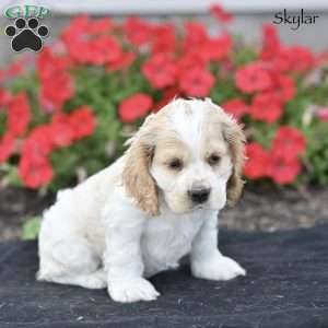 Skylar, Cocker Spaniel Puppy