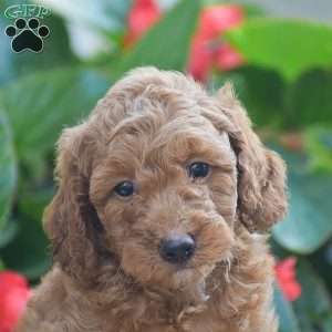 Tony, Mini Goldendoodle Puppy