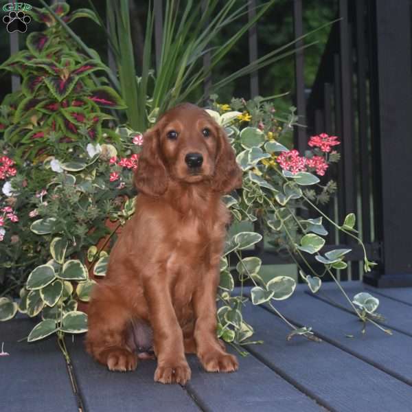 Sheila, Irish Setter Puppy