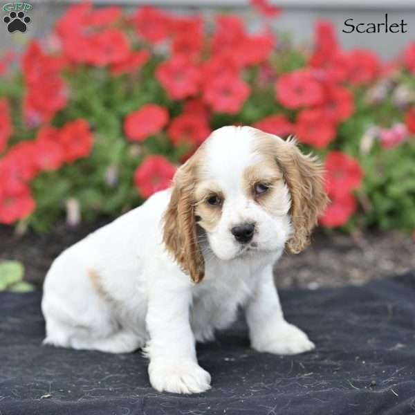 Scarlet, Cocker Spaniel Puppy