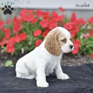 Scarlet, Cocker Spaniel Puppy