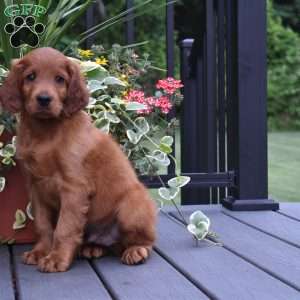 Rascal, Irish Setter Puppy
