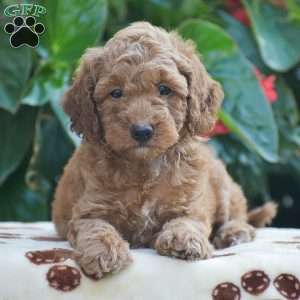 Tony, Mini Goldendoodle Puppy