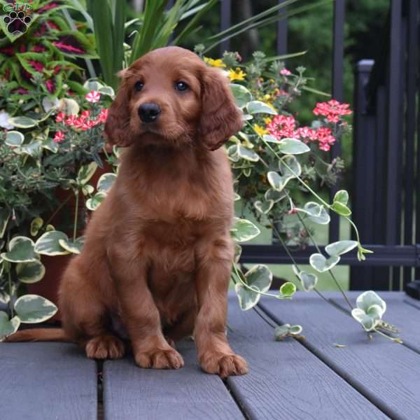Rascal, Irish Setter Puppy