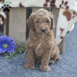 Tony, Mini Goldendoodle Puppy