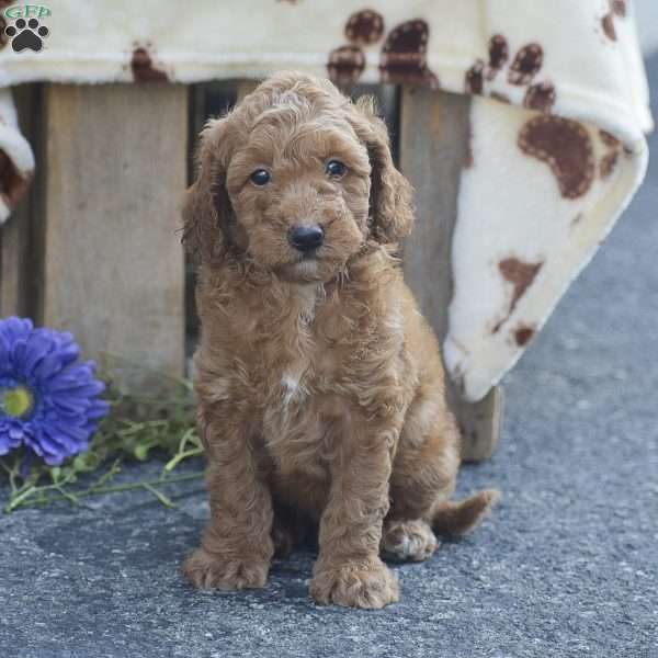 Tony, Mini Goldendoodle Puppy