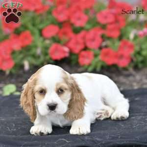 Scarlet, Cocker Spaniel Puppy