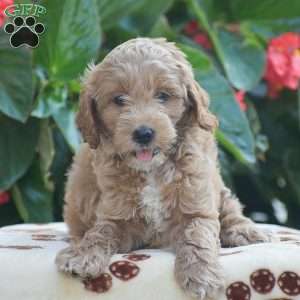 Taylor, Mini Goldendoodle Puppy