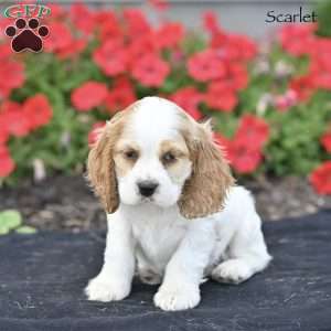 Scarlet, Cocker Spaniel Puppy