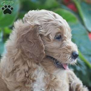 Taylor, Mini Goldendoodle Puppy