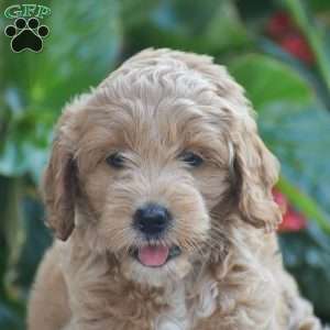 Taylor, Mini Goldendoodle Puppy